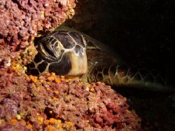 A noon time snooze at "The Trench" ~60' down along a sea ... by Glenn Poulain 